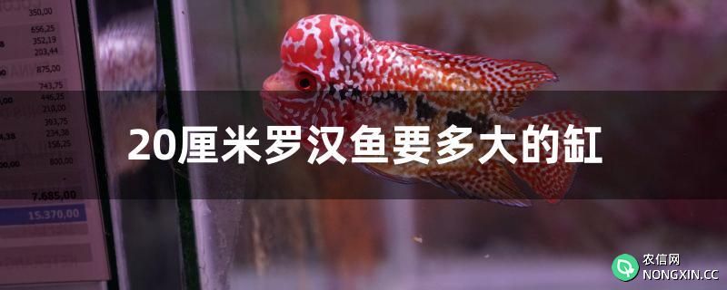 20厘米罗汉鱼要多大的缸