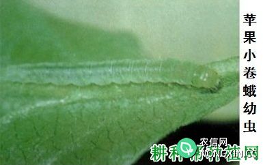 种植苹果如何防治苹果小卷蛾