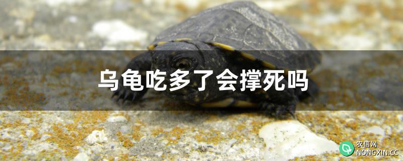 乌龟吃多了会撑死吗