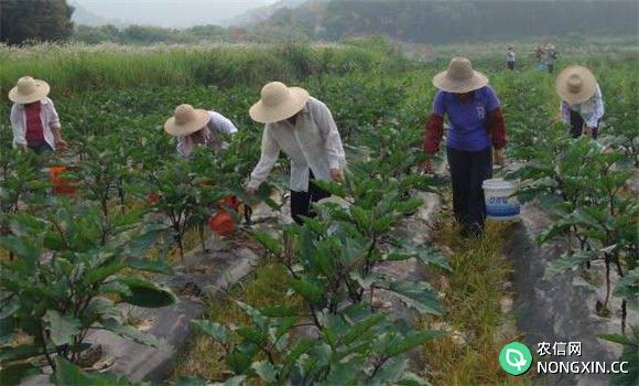 茄子施肥