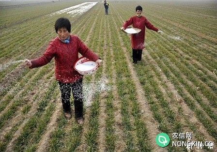 氮肥对小麦生长有什么影响