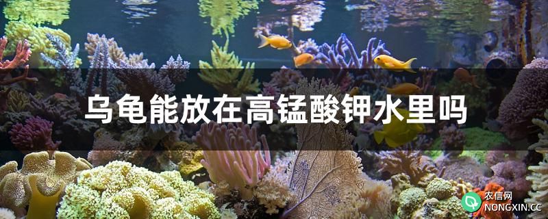 乌龟能放在高锰酸钾水里吗