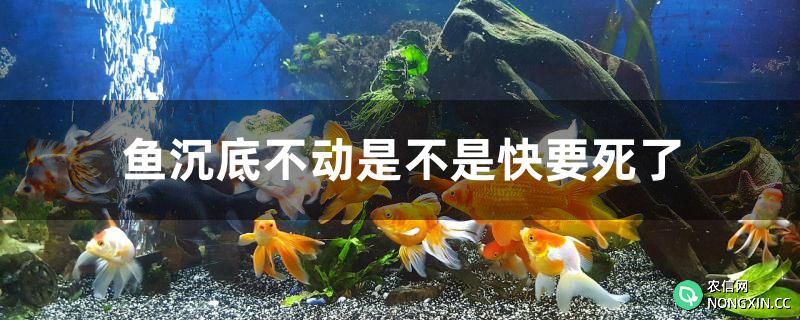 鱼沉底不动是不是快要死了