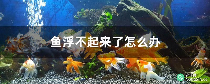 鱼浮不起来了怎么办