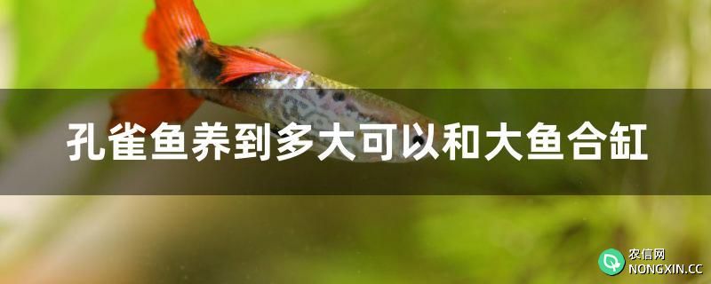 孔雀鱼养到多大可以和大鱼合缸