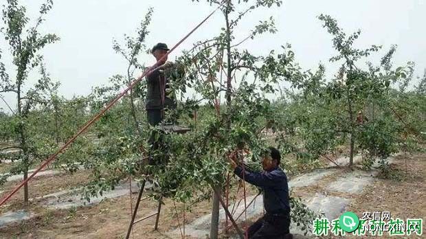 苹果树怎么拉枝 苹果树什么时候拉枝好