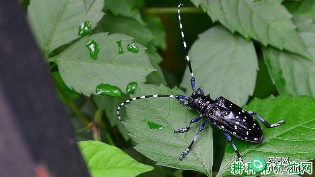 种植番荔枝如何防治天牛