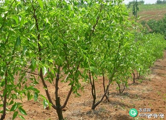 枣树喷什么药能促进花芽分化