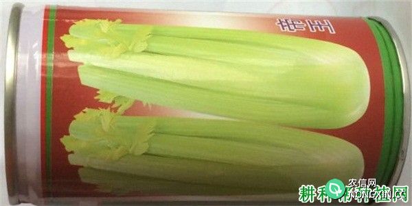 帝王芹菜品种好不好