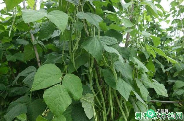 四季豆（菜豆）的叶片有什么特点