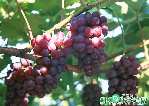 红宝石无核葡萄品种好不好 种植红宝石无核葡萄需要注意什么