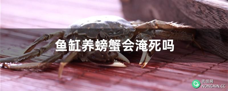 鱼缸养螃蟹会淹死吗