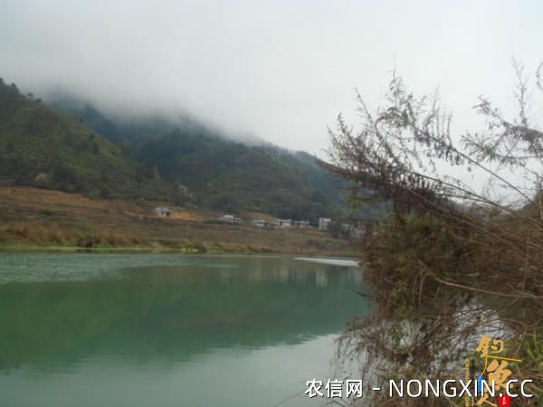 升钟湖山泉水钓鱼, 那鱼肚子里面没有黑膜，附升钟湖美景