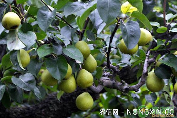 梨树锈病病因、危害症状、防治措施