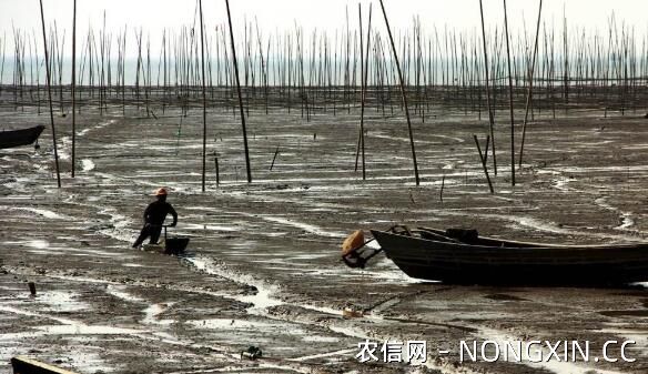 大水面(滩涂)养殖小龙虾的模式