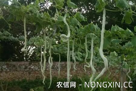 蛇瓜在什么季节种植