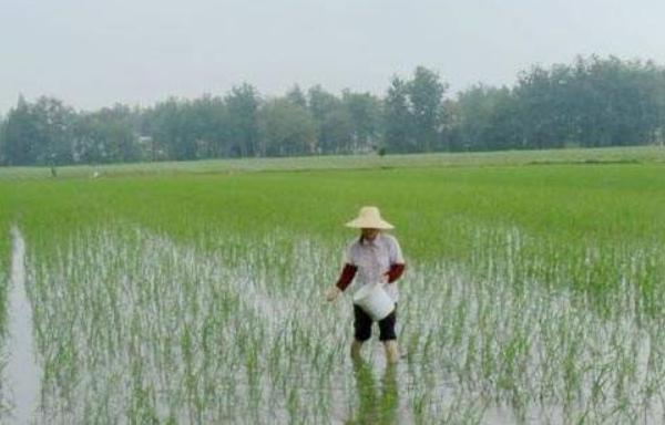 水稻什么时候播种 水稻除草需要什么药