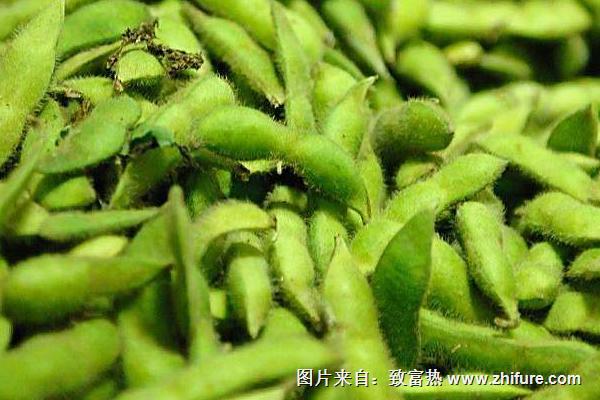 2018种毛豆赚钱吗？毛豆种植的利润与投资成本及前景预测