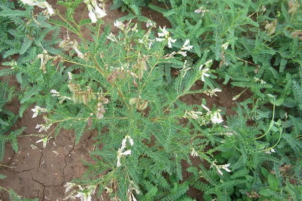 2018种黄芪赚钱吗？黄芪种植的利润与投资成本及前景预测