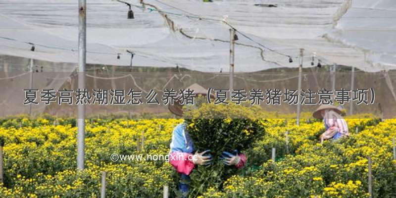 夏季高热潮湿怎么养猪（夏季养猪场注意事项）