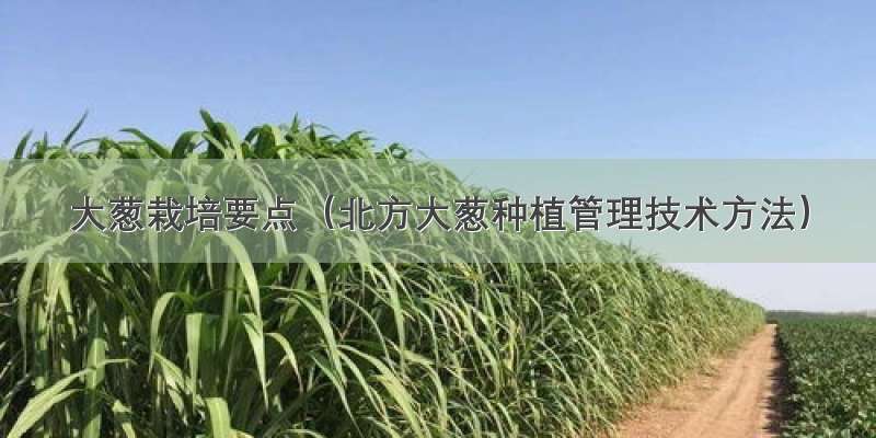 大葱栽培要点（北方大葱种植管理技术方法）