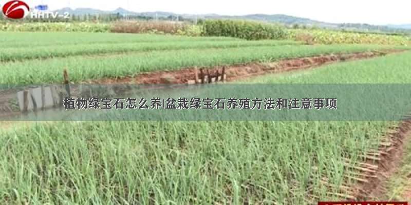 植物绿宝石怎么养|盆栽绿宝石养殖方法和注意事项