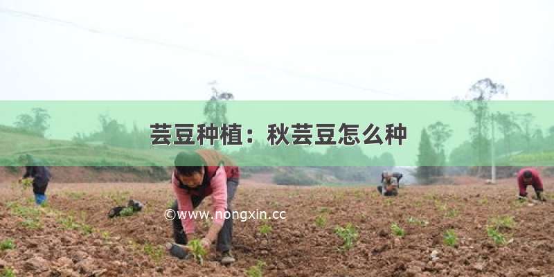 芸豆种植：秋芸豆怎么种