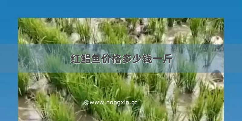 红鲳鱼价格多少钱一斤