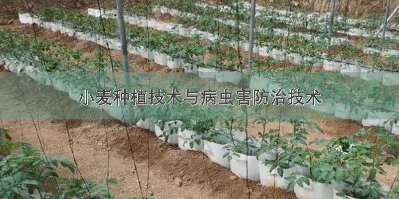 小麦种植技术与病虫害防治技术