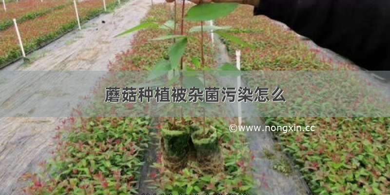 蘑菇种植被杂菌污染怎么