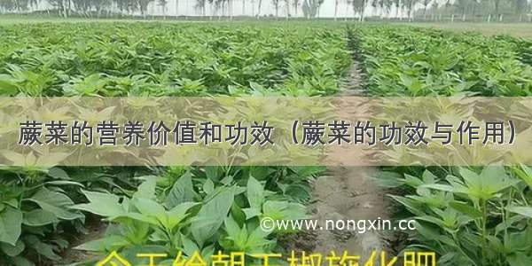 蕨菜的营养价值和功效（蕨菜的功效与作用）