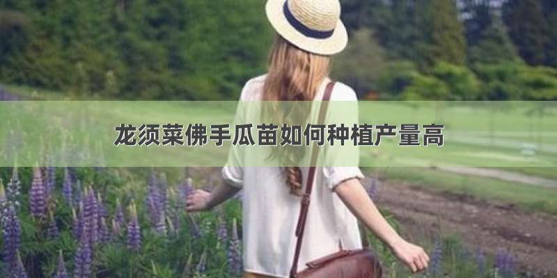 龙须菜佛手瓜苗如何种植产量高