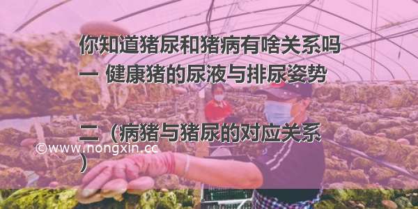 你知道猪尿和猪病有啥关系吗
一 健康猪的尿液与排尿姿势

二（病猪与猪尿的对应关系
）