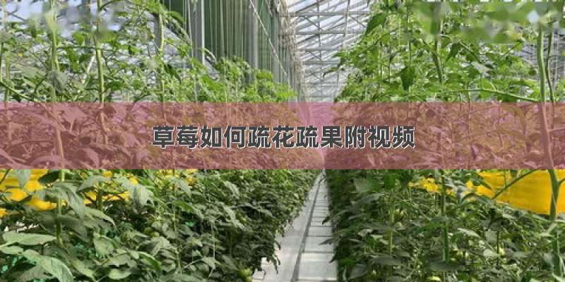 草莓如何疏花疏果附视频