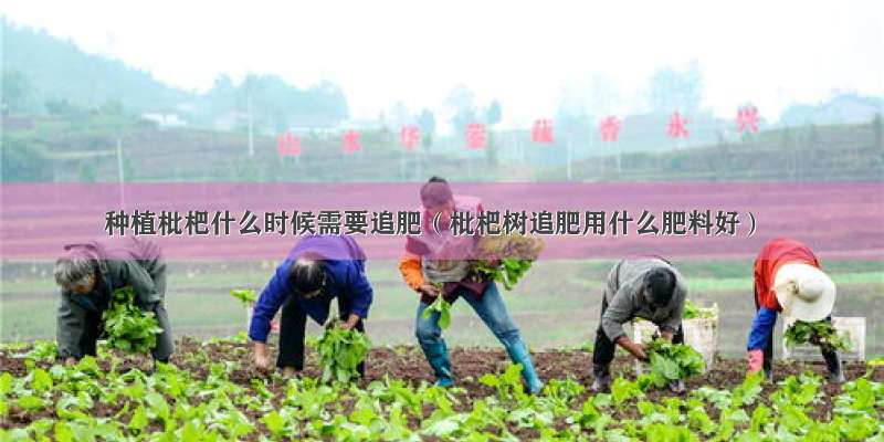 种植枇杷什么时候需要追肥（枇杷树追肥用什么肥料好）