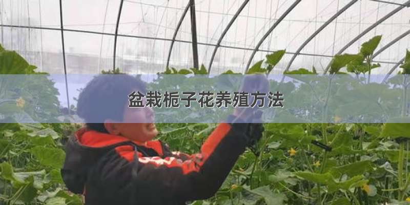 盆栽栀子花养殖方法