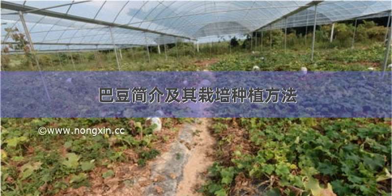 巴豆简介及其栽培种植方法