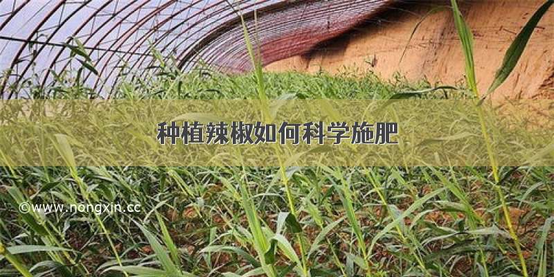 种植辣椒如何科学施肥