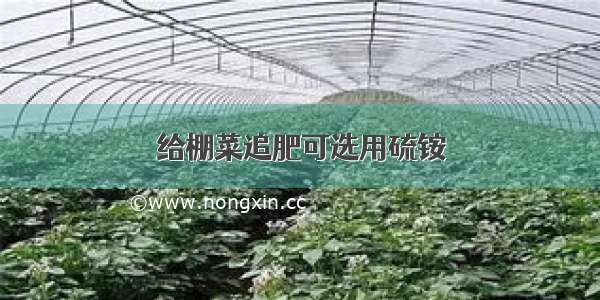 给棚菜追肥可选用硫铵