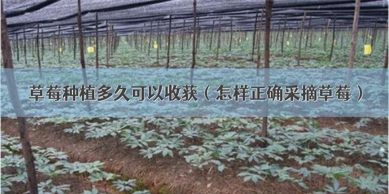 草莓种植多久可以收获（怎样正确采摘草莓）