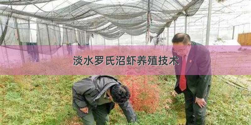 淡水罗氏沼虾养殖技术