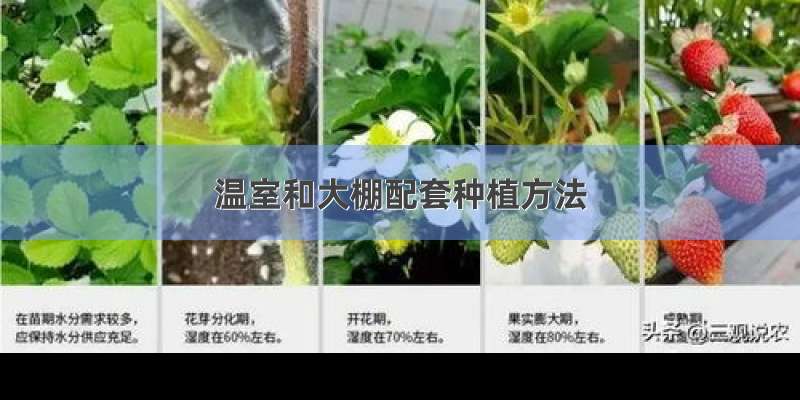 温室和大棚配套种植方法