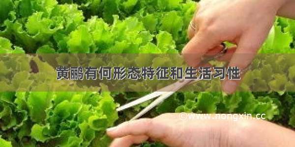 黄鹂有何形态特征和生活习性