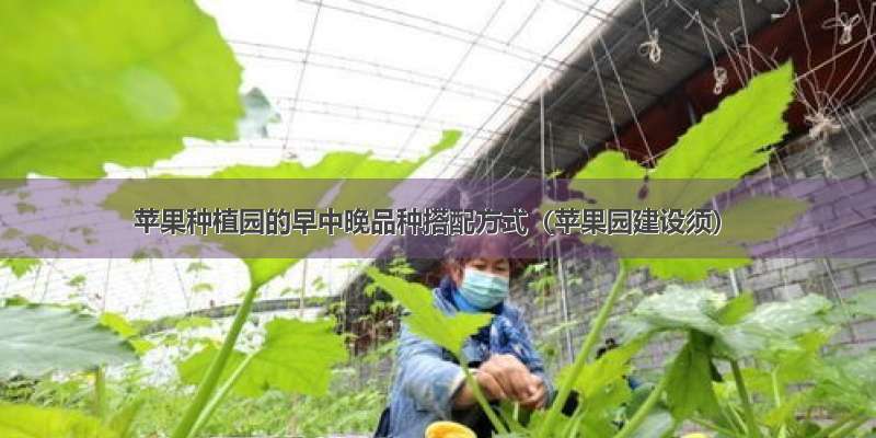 苹果种植园的早中晚品种搭配方式（苹果园建设须）