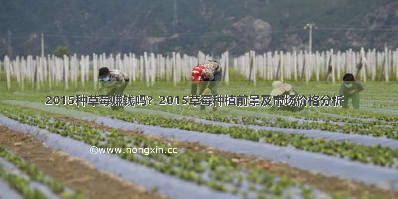 2015种草莓赚钱吗？2015草莓种植前景及市场价格分析