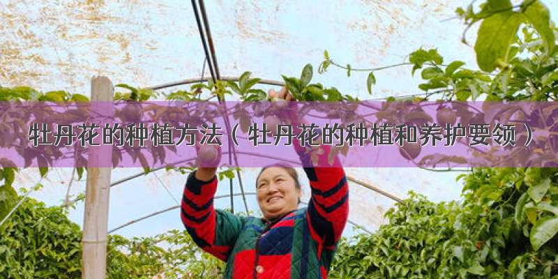 牡丹花的种植方法（牡丹花的种植和养护要领）