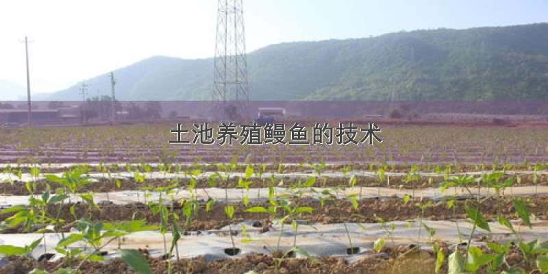 土池养殖鳗鱼的技术