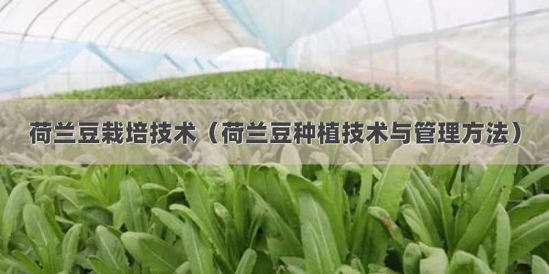 荷兰豆栽培技术（荷兰豆种植技术与管理方法）