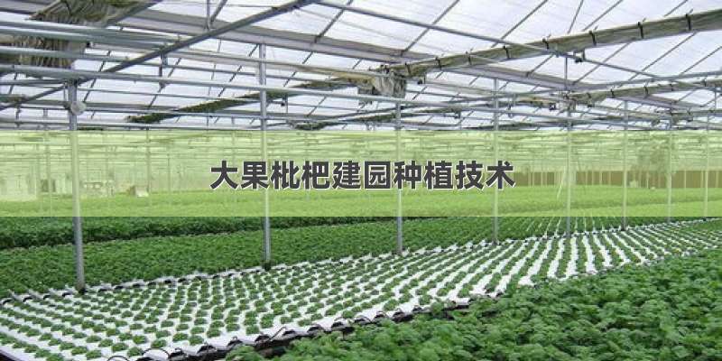 大果枇杷建园种植技术