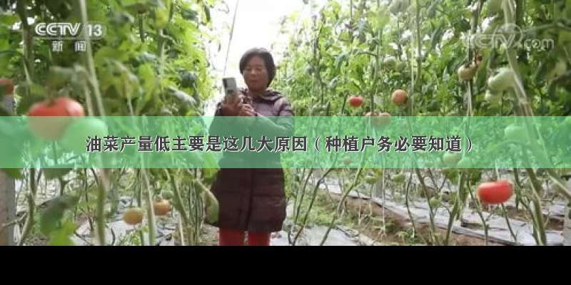 油菜产量低主要是这几大原因（种植户务必要知道）